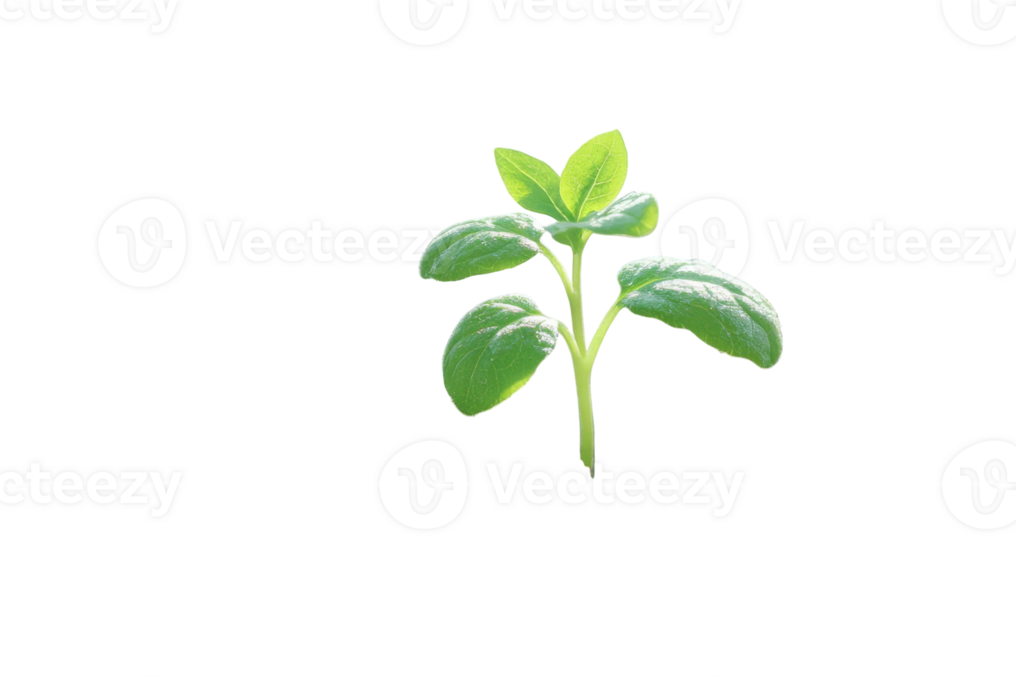 Young green plant emerging from soil on white background showcasing vibrant growth png