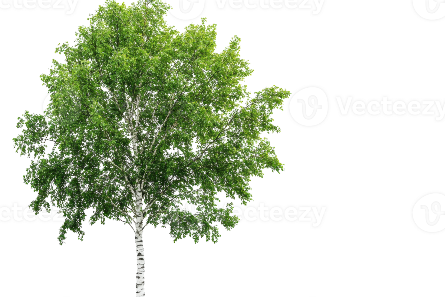 Bright green birch tree standing tall against a white background showcasing summer vitality and nature's beauty png