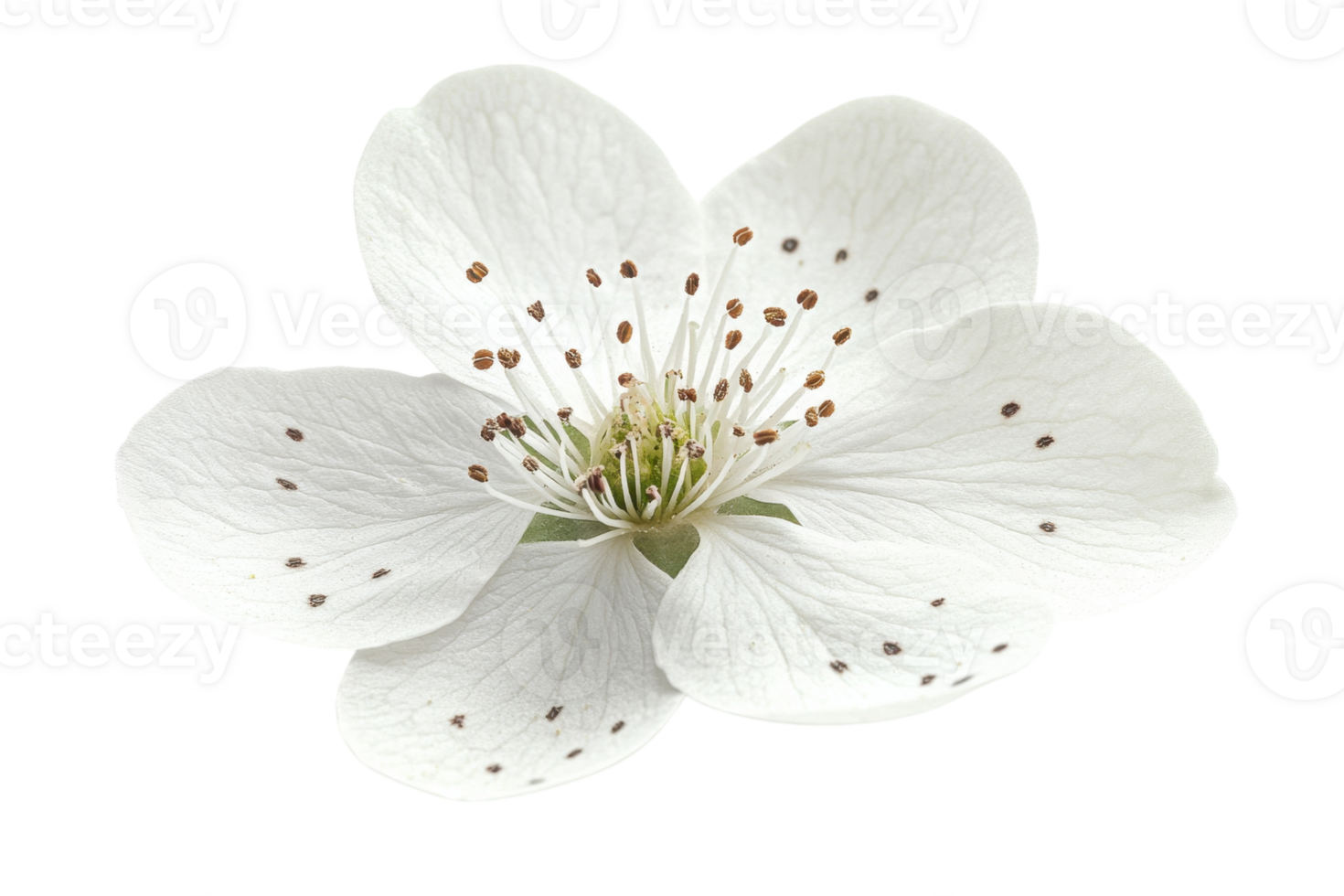 White blossom of a flowering tree displaying delicate petals and unique seed structure in springtime png