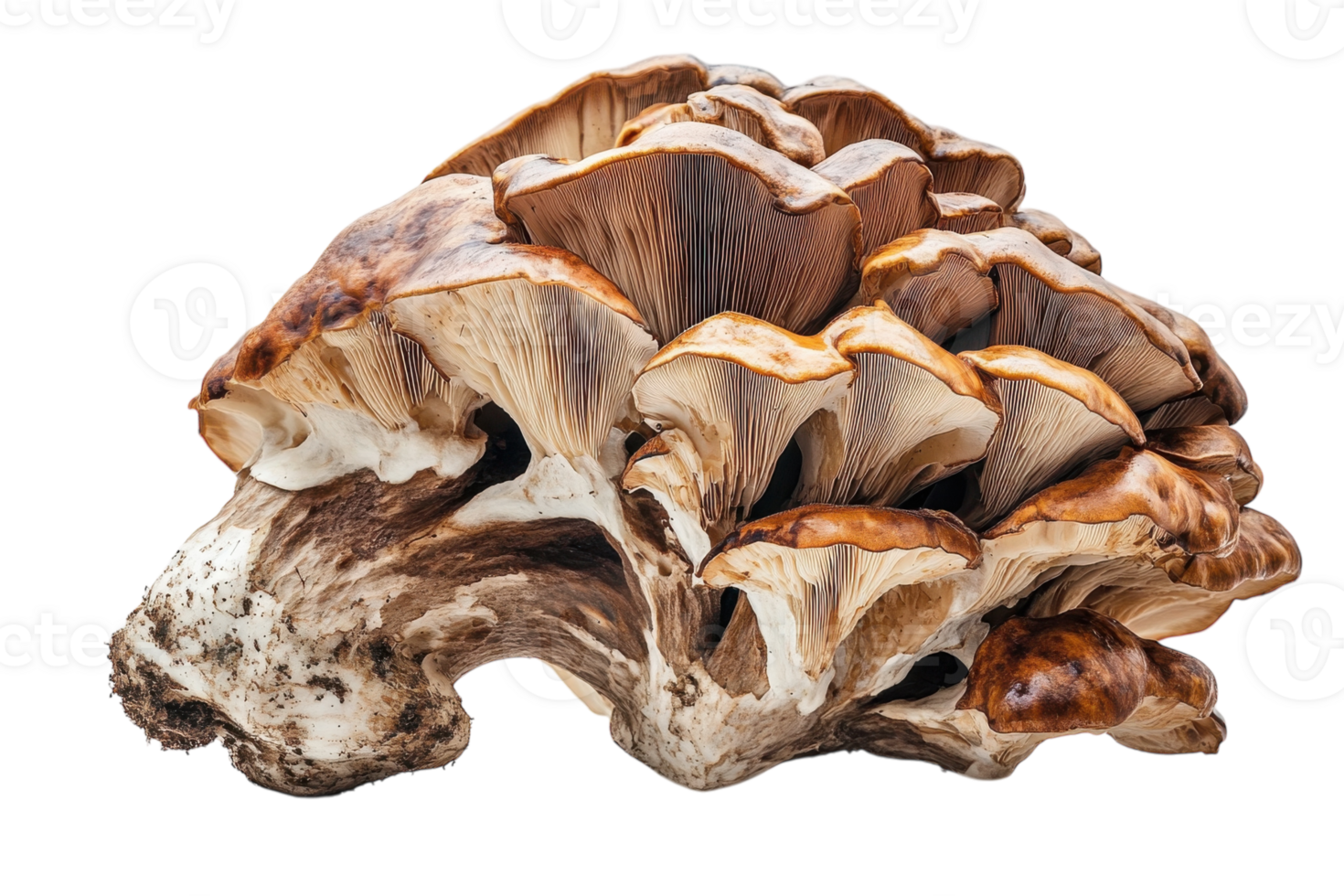Unique mushroom variety showcasing intricate gills and textured cap found in a forest setting during autumn png