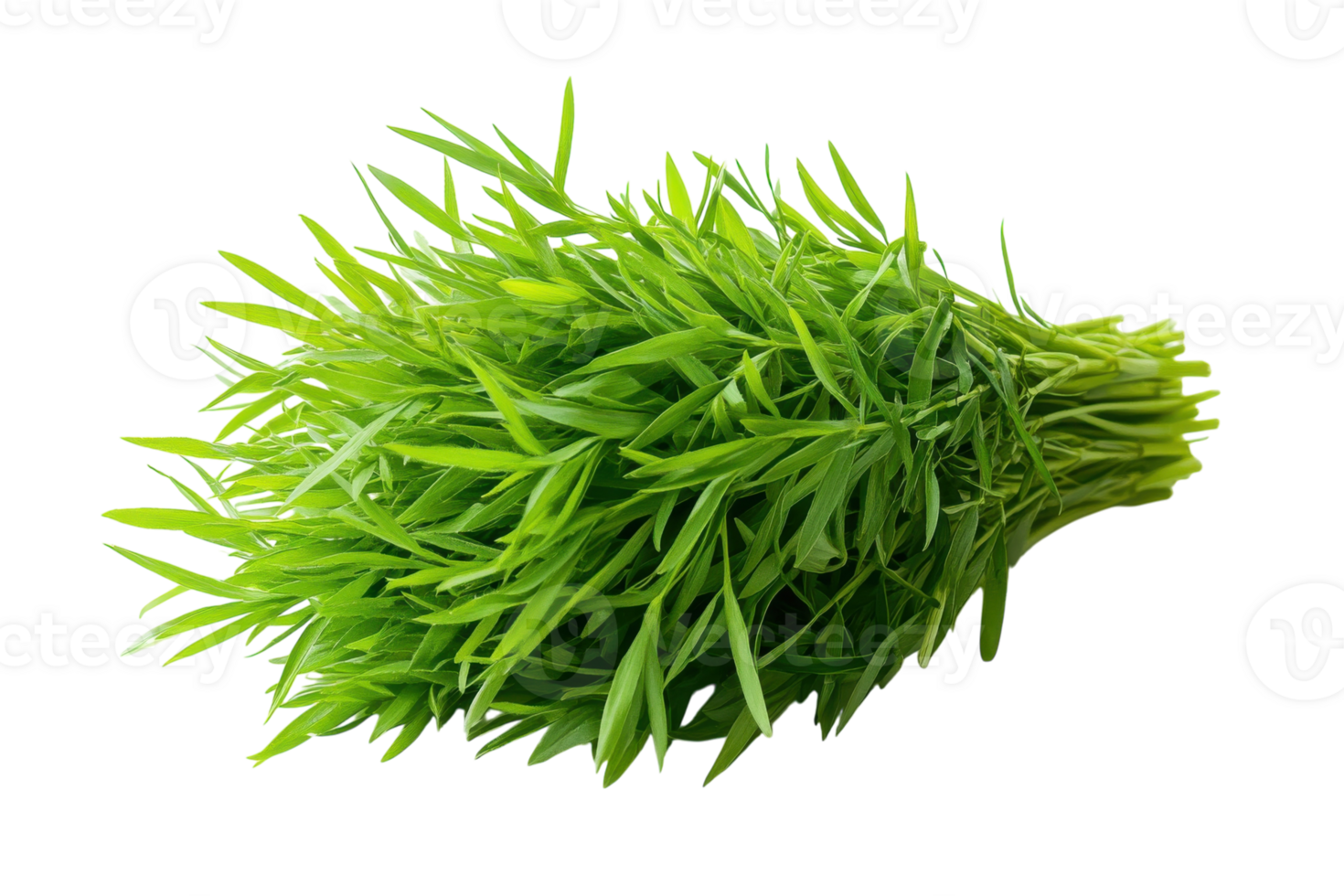 Fresh tarragon herb bunch ready for culinary use in home cooking or professional kitchens png