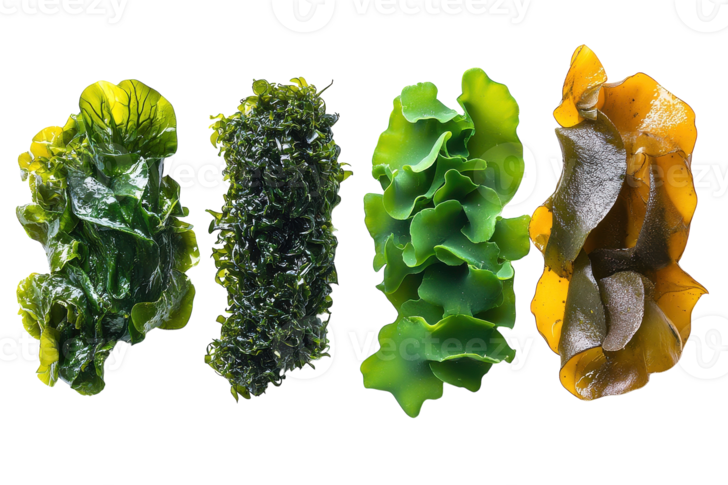 Varieties of edible seaweed displayed on a white surface demonstrating their unique textures and colors png