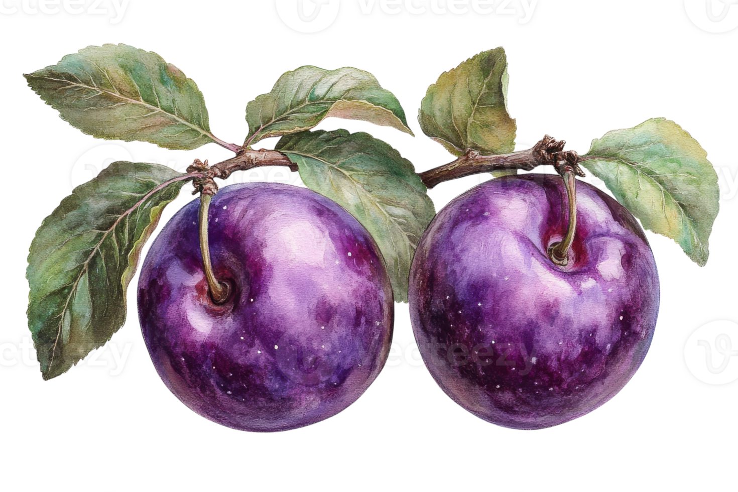 Purple plums on a branch with green leaves captured in a detailed artwork showcasing nature's beauty png