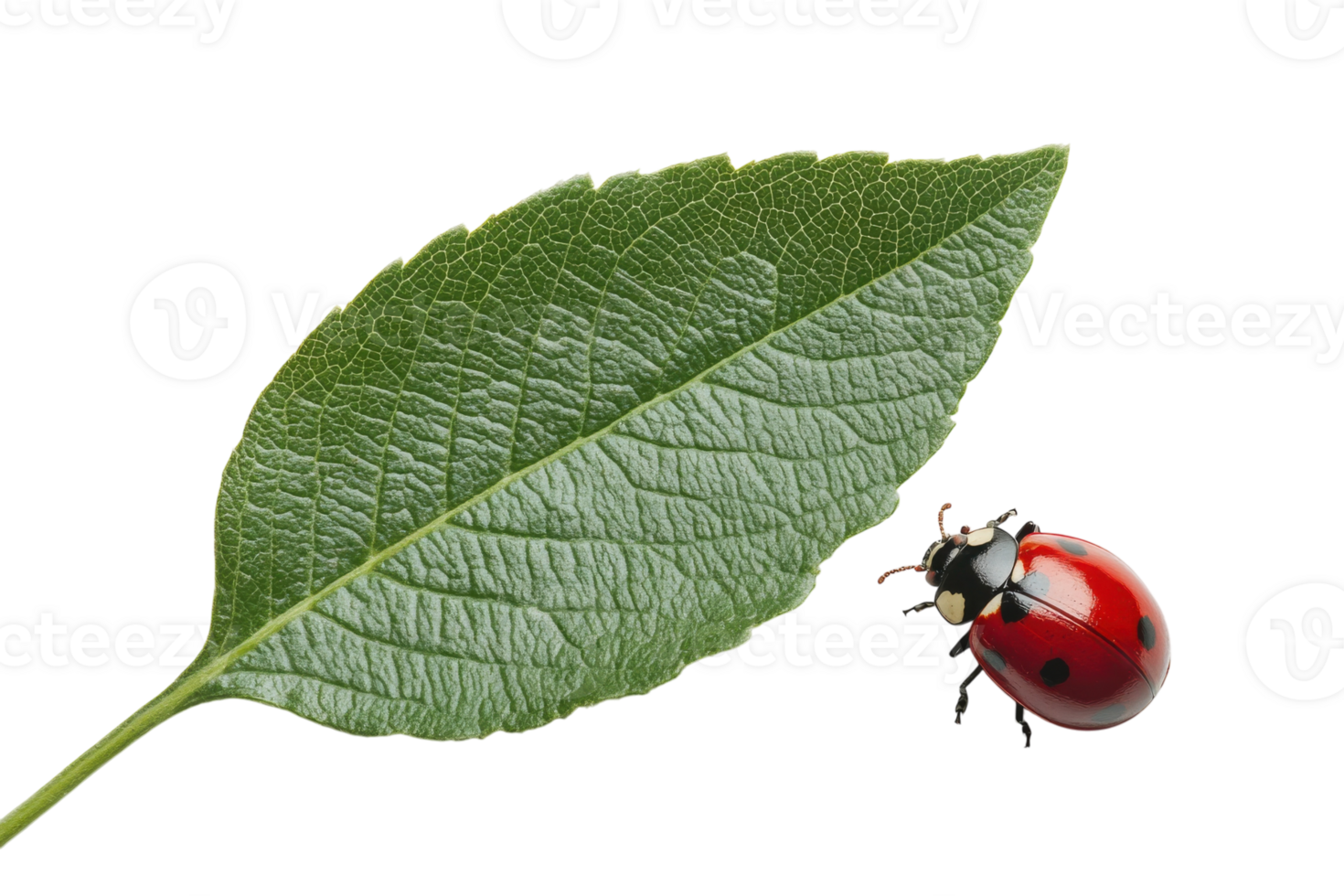 Red ladybug perched on a green leaf isolated against a white background during a sunny day png