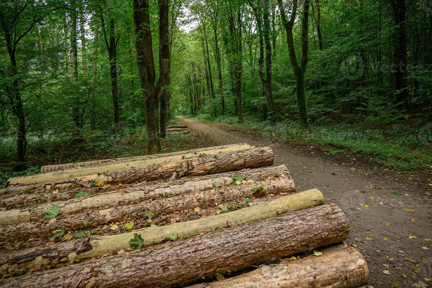 A path through a forest with logs on either side photo