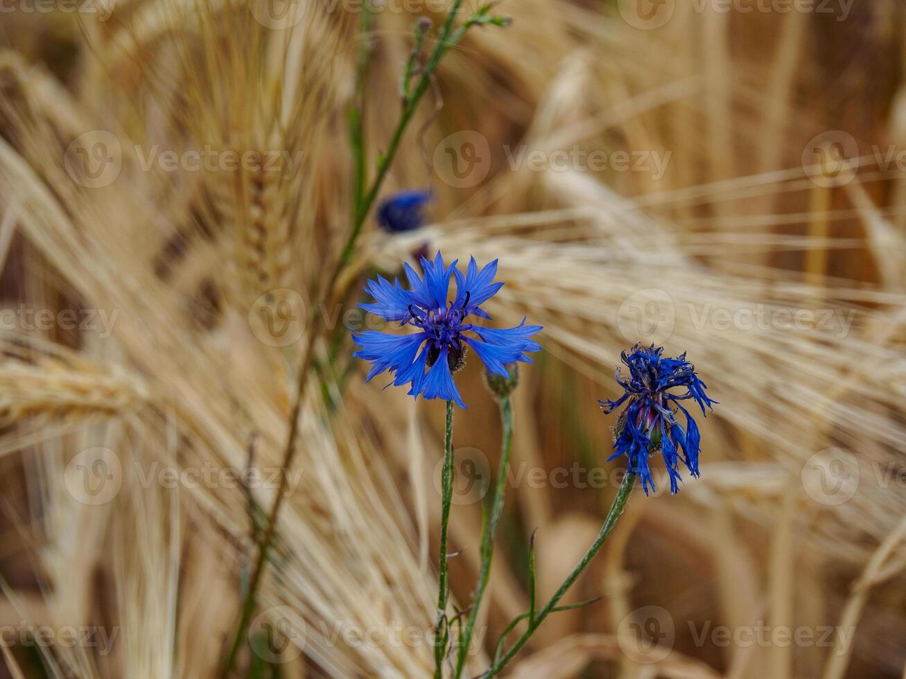 A blue flower in a field of wheat photo