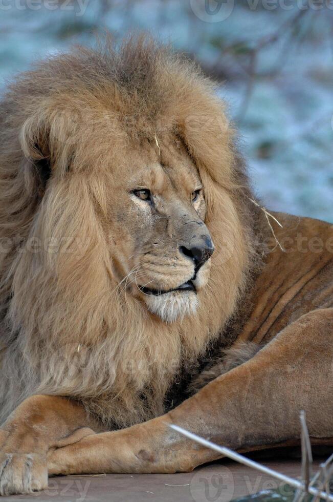 lion in a zoo photo