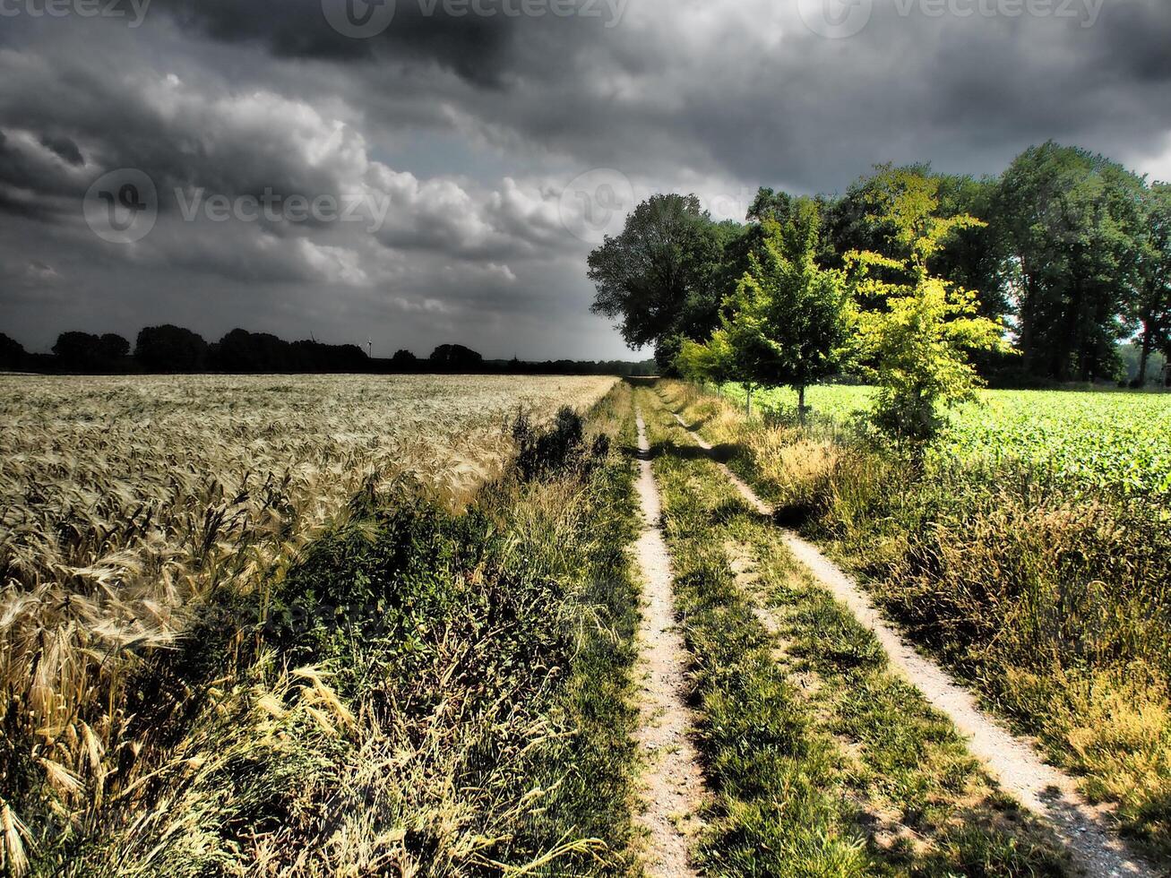 A dirt road in a field with trees and grass photo