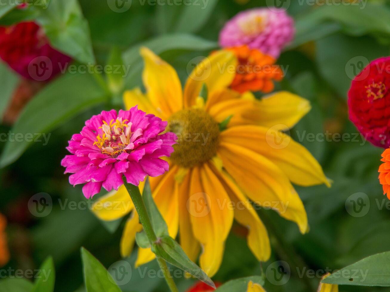 A close up of a bunch of colorful flowers photo