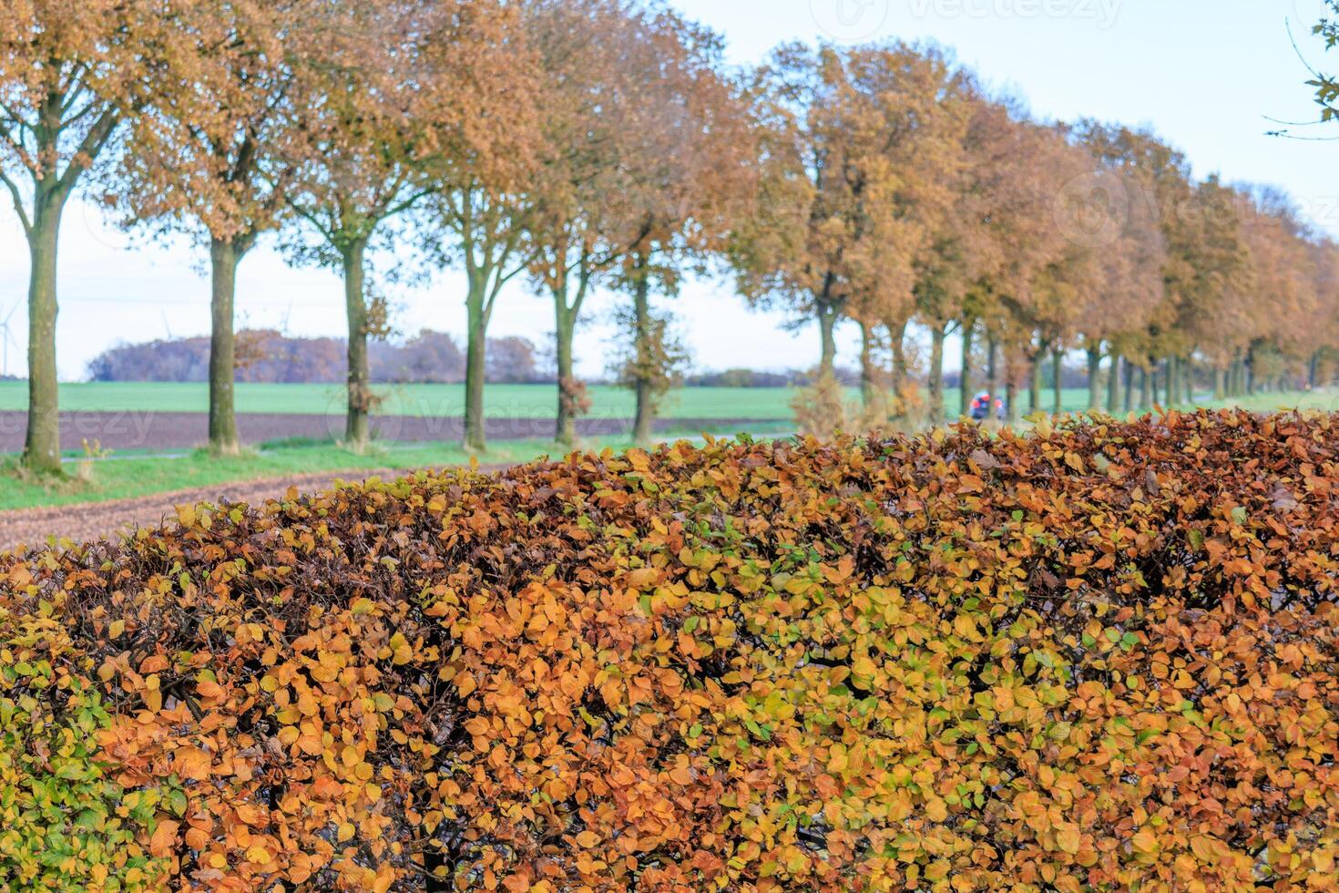 A row of trees photo