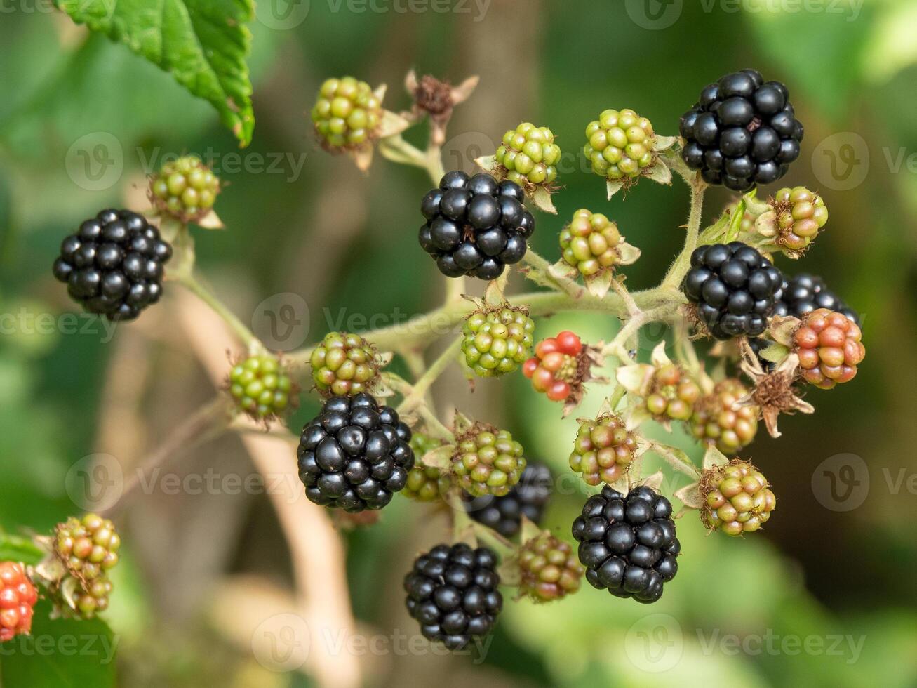 Blackberries are growing on a plant with green leaves photo