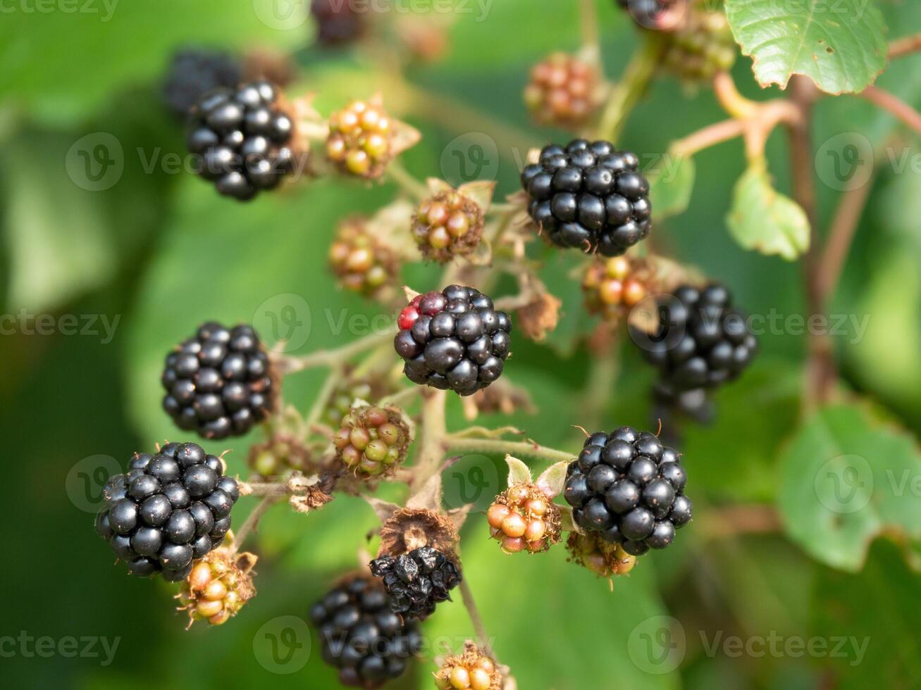 Blackberries are growing on a branch with green leaves photo