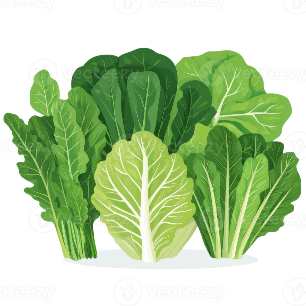 Fresh Leafy Greens Organic Cabbage Spinach Bok Choy Chard Illustration png
