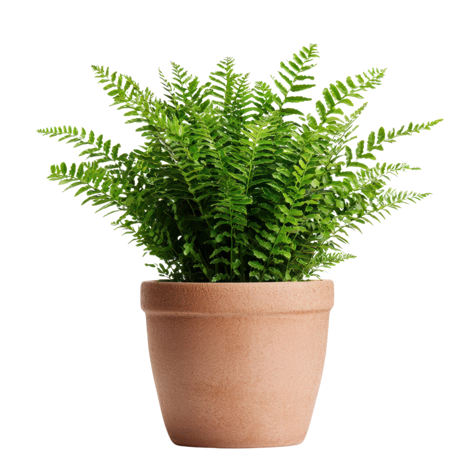 Lush Green Fern in Terracotta Pot Indoor Plant Home Decor Foliage Botany png