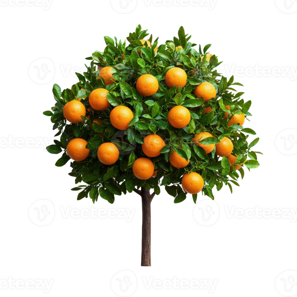 Abundant Orange Tree Citrus Fruit Lush Greenery Ripe Oranges Isolated Healthy Harve png