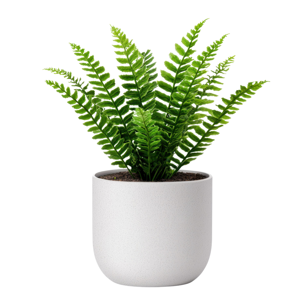 Lush Green Fern Plant in White Pot Home Decor Indoor Plant Foliage png