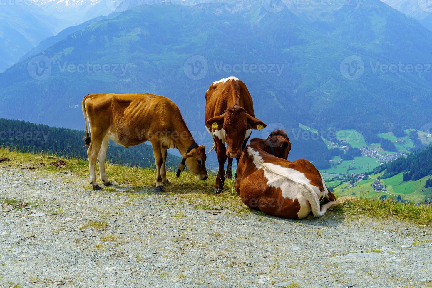 three cows at summer time in austria photo