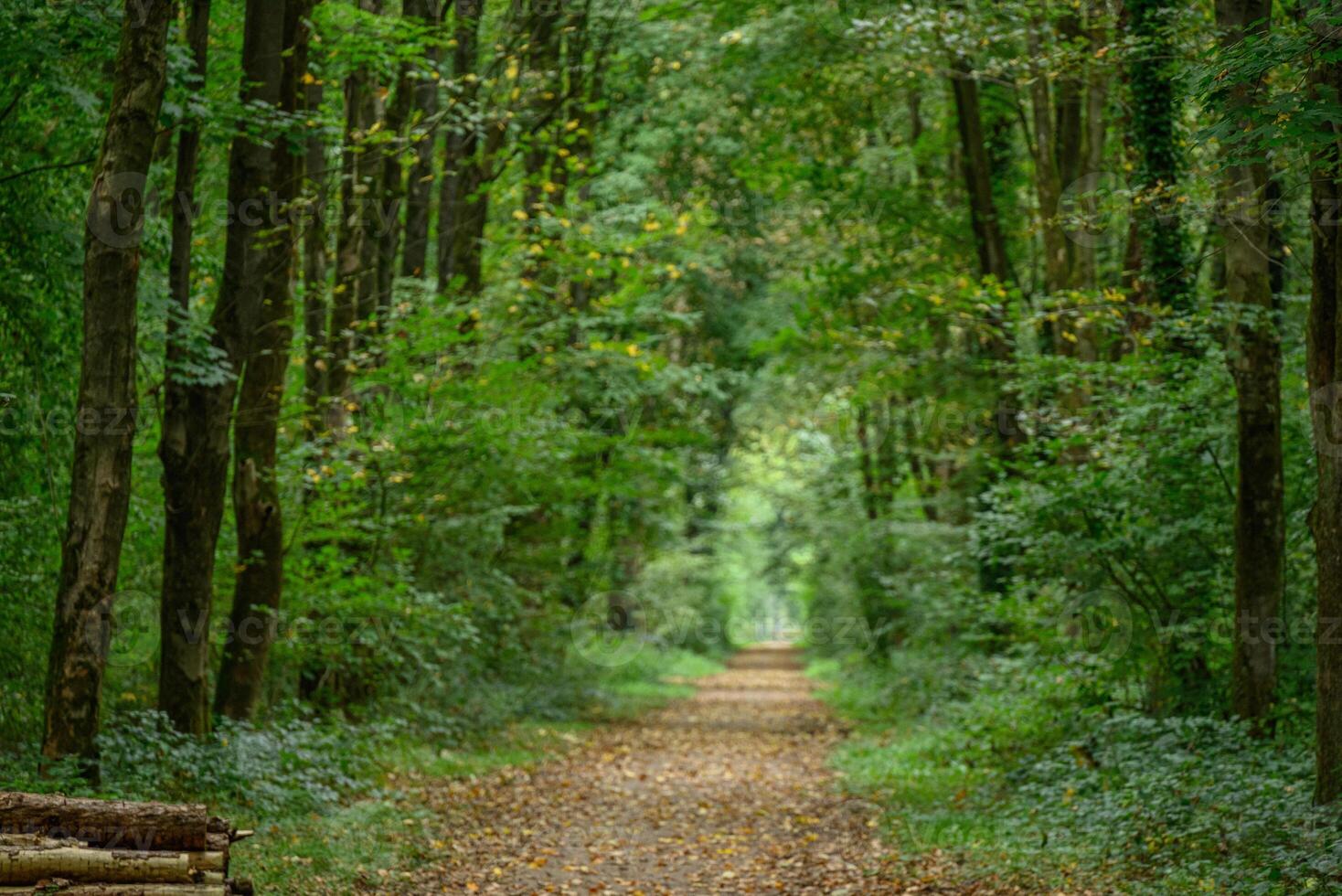 A path through a forest with trees and logs photo
