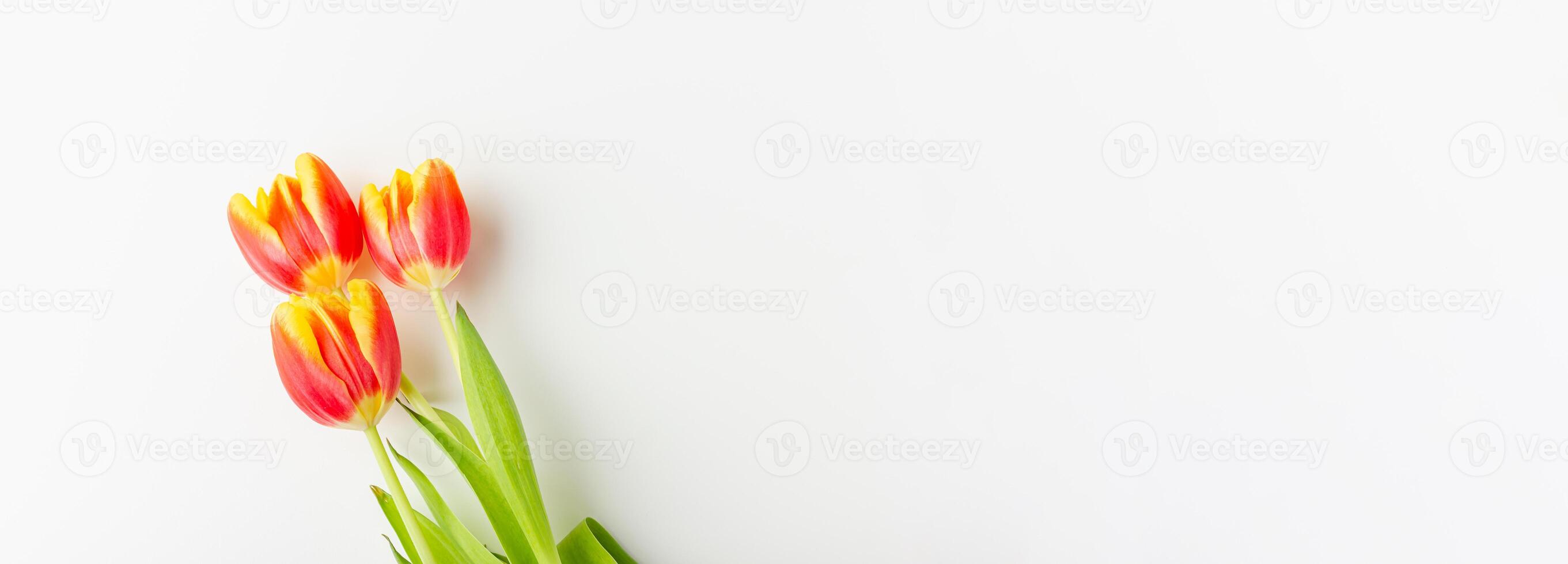 Red and yellow tulips on white background with copy space. photo