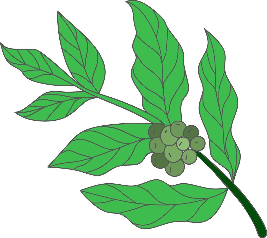 Coffee plant clipart drawing vector