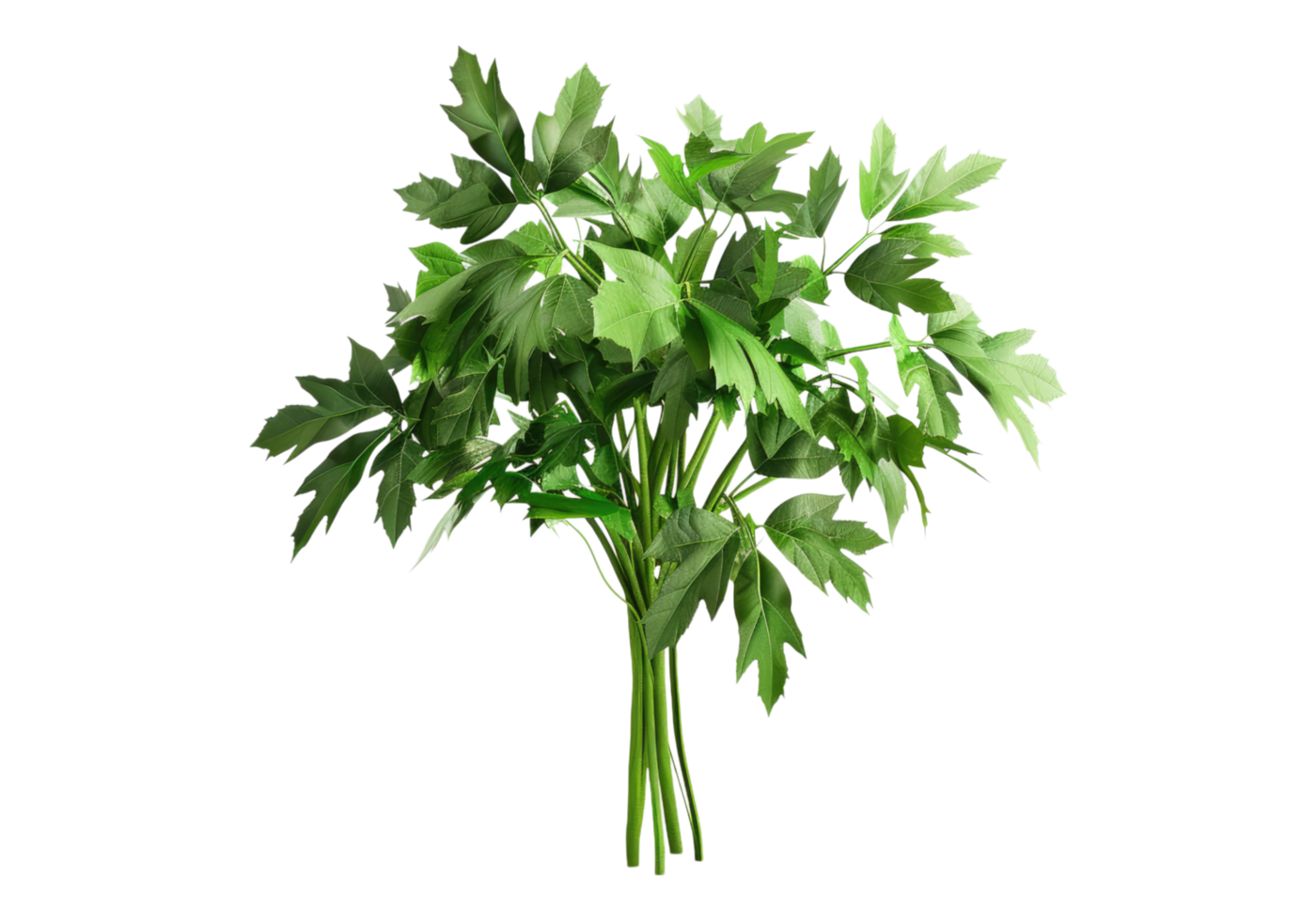 A bunch of green leaves on a transparent background png