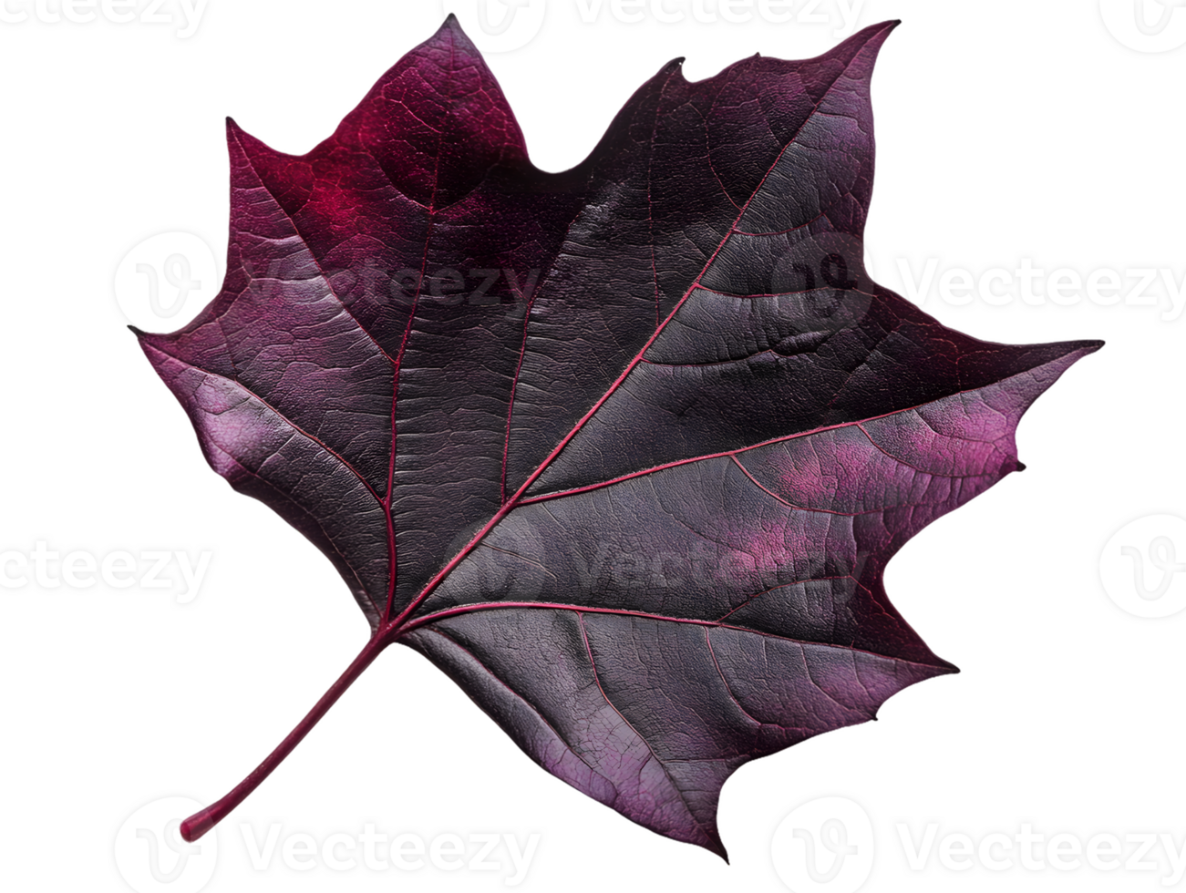 Image of a Single Dark Purple Leaf png