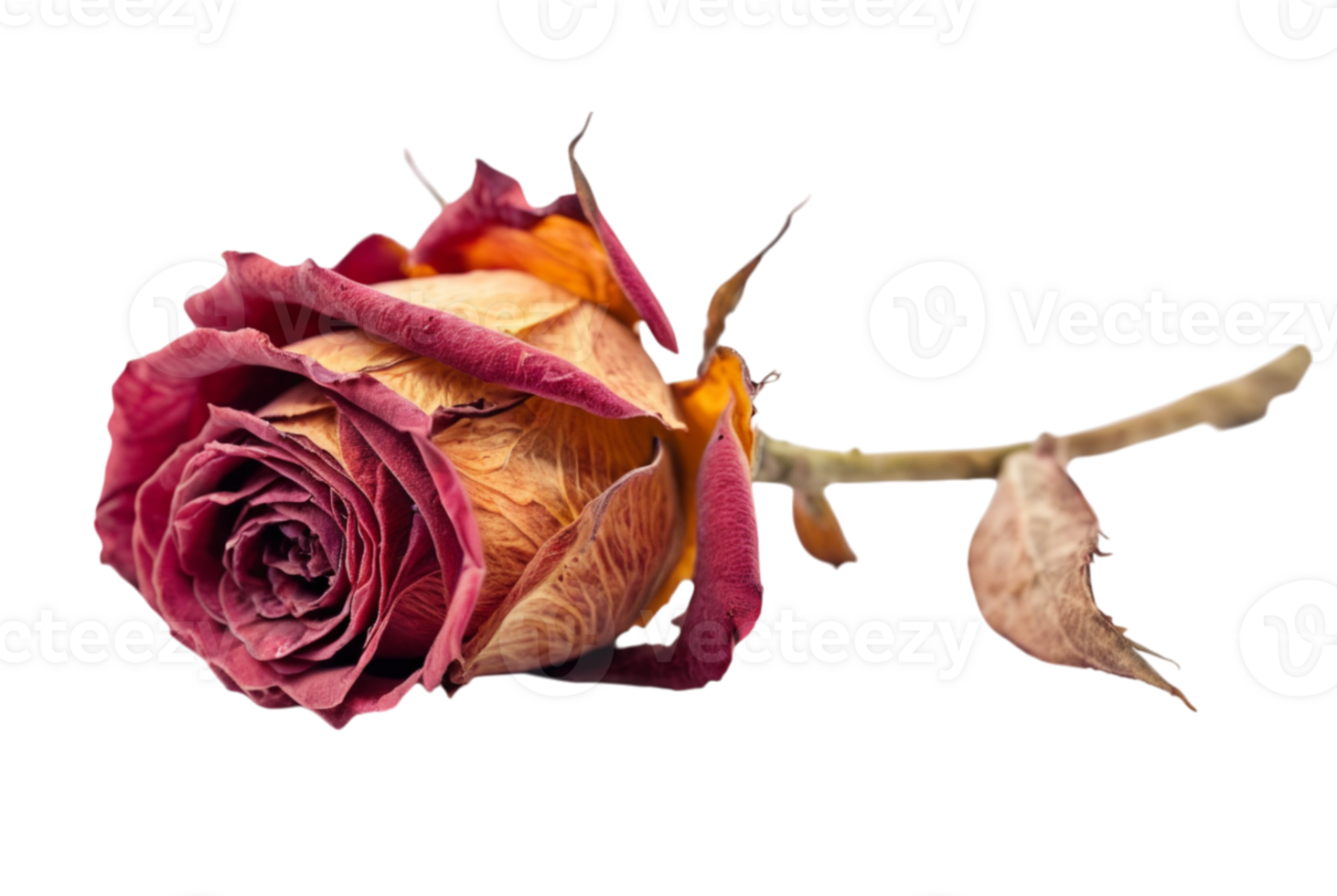 Dried Rose Preserved in Time png