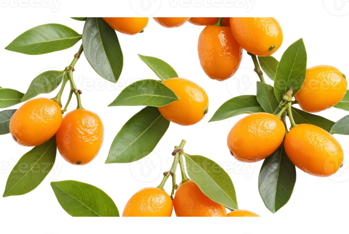 Kumquat trees thriving in gardens png