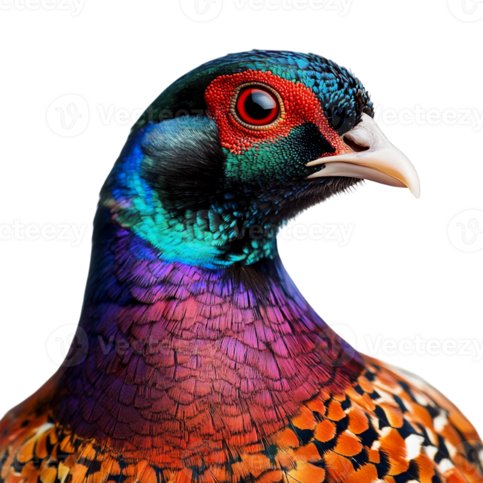 A close up of a colorful pheasant png