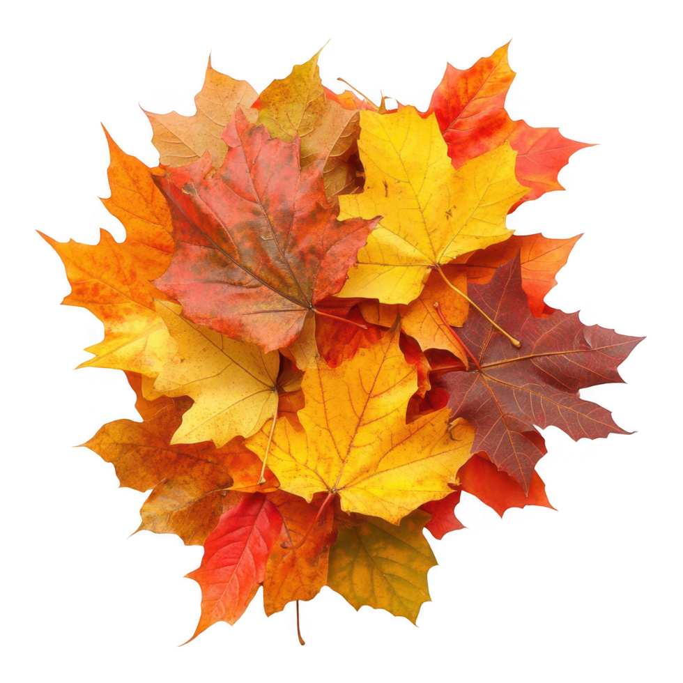 A colorful heap of vibrant autumn leaves showcasing rich seasonal hues on a transparent background. png
