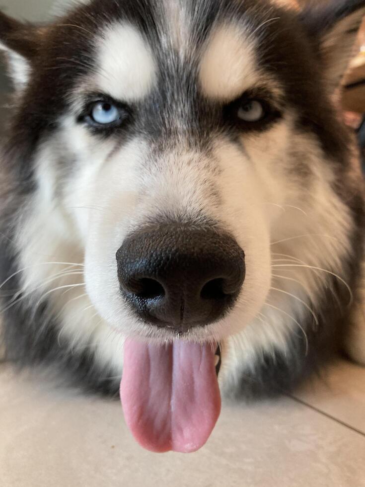 A Siberian Husky is panting happily with its tongue lolling out. photo