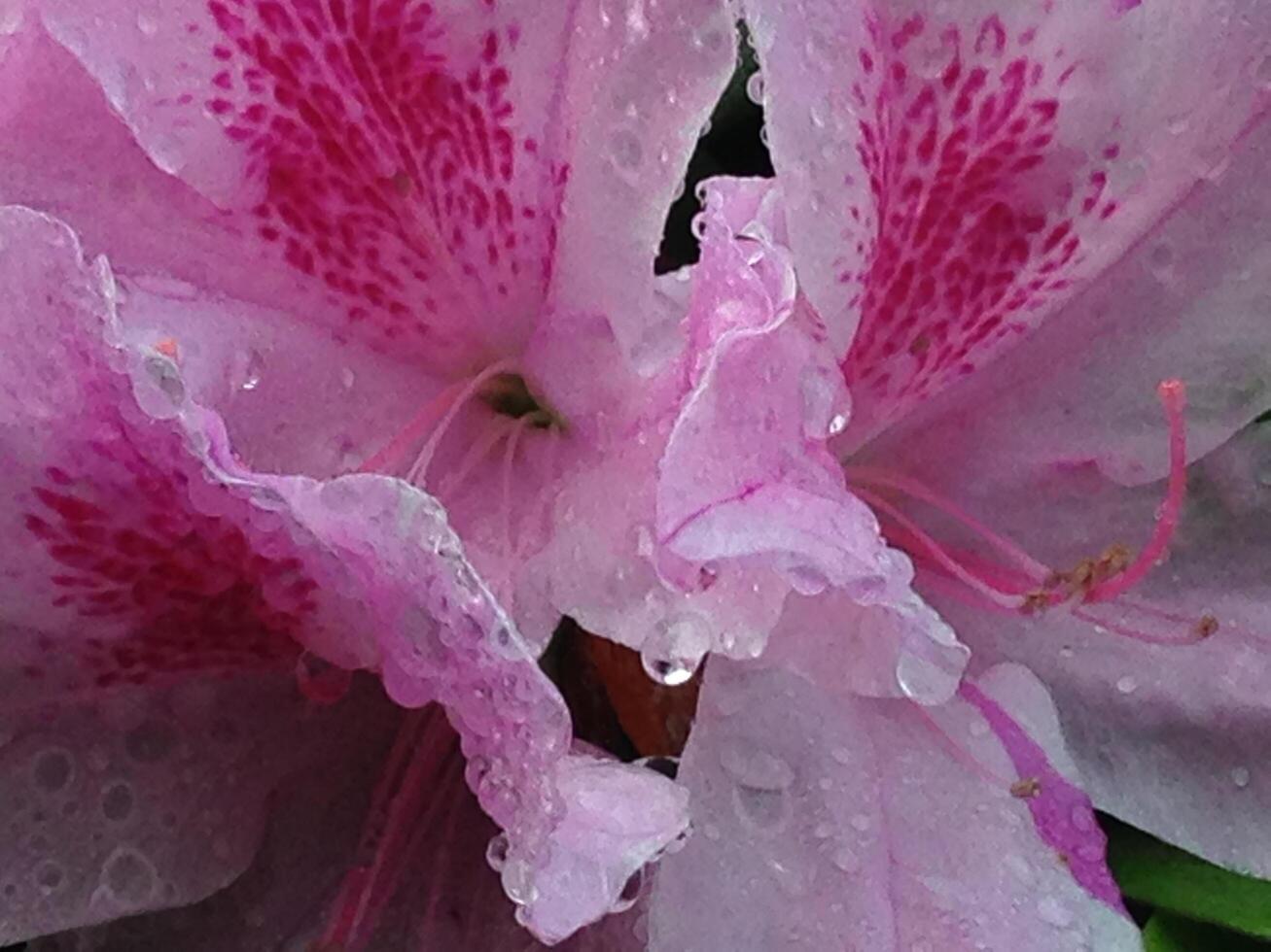 A macro shot of a delicate bloom. photo