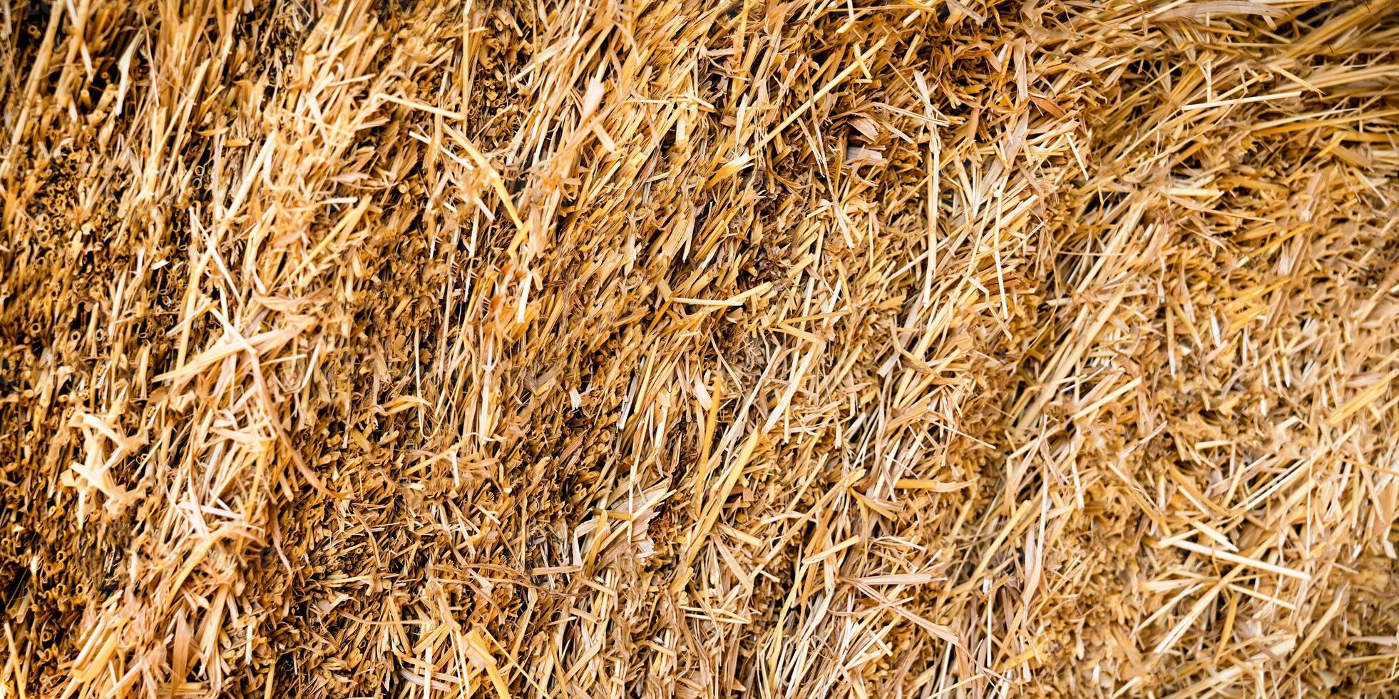 Hay texture. Harvesting in agriculture. Natural background. Close-up. photo