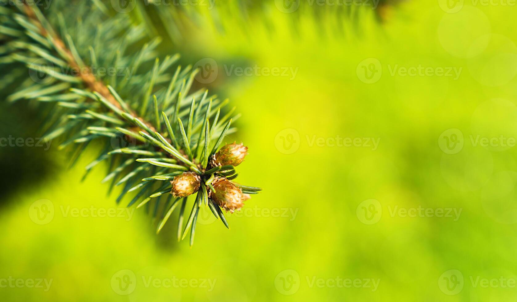 Natural green background with a young spruce branch. Banner. Summer sunny day. Close-up. Copy space. Selective focus. photo