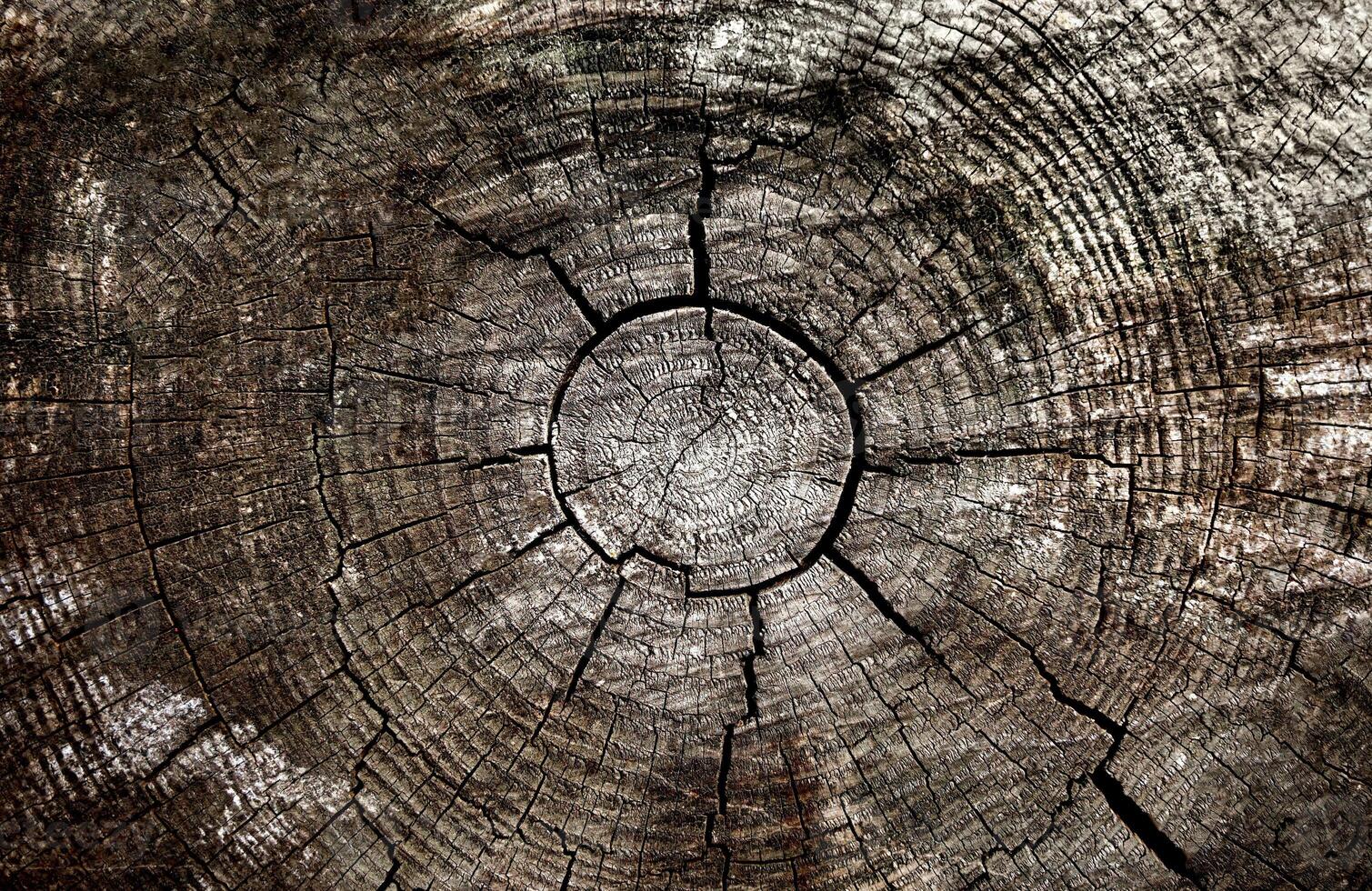 Texture of natural old wood with a cracks. Close-up. Top view. Selective focus. photo