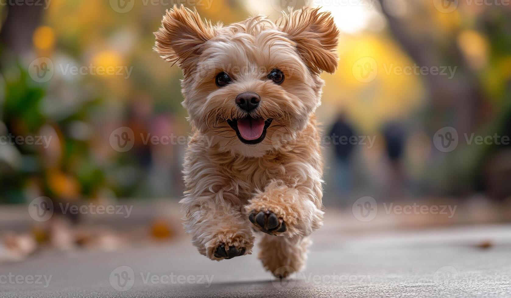 A small dog is running on a sidewalk, with its tongue out and a big smile on its face photo