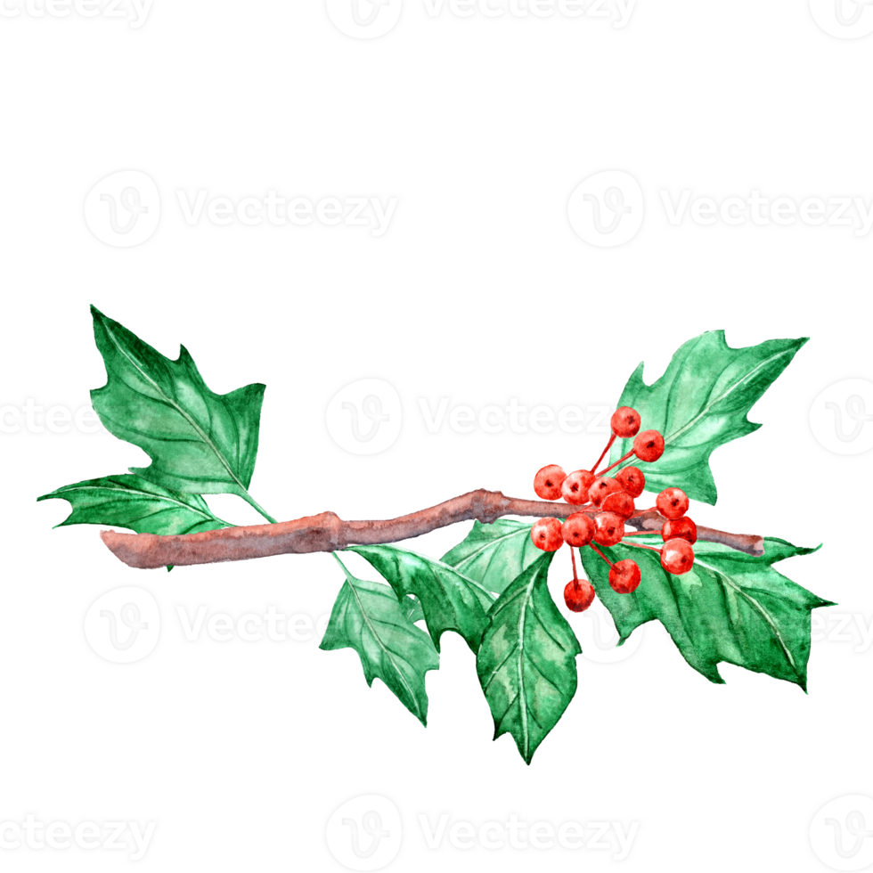 Aquarelle Christmas Holly branch with red berries png