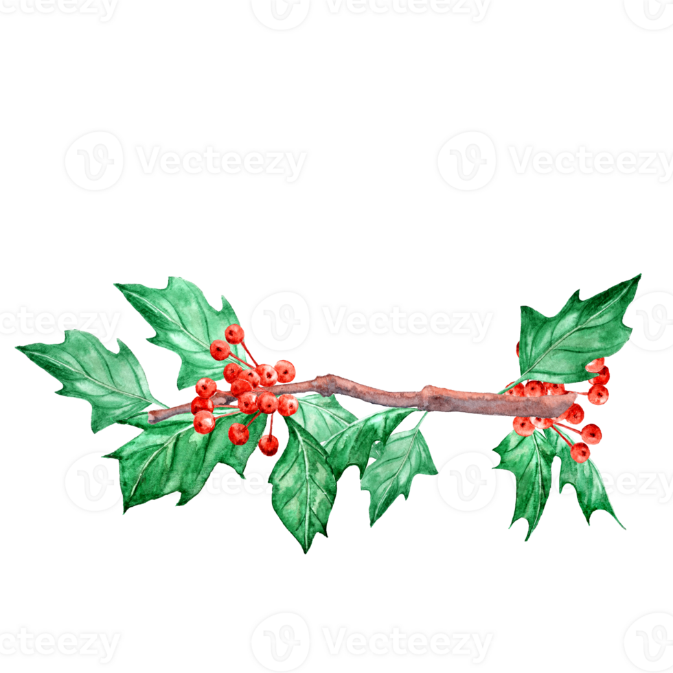 Watercolor Ilex branch for Christmas design png