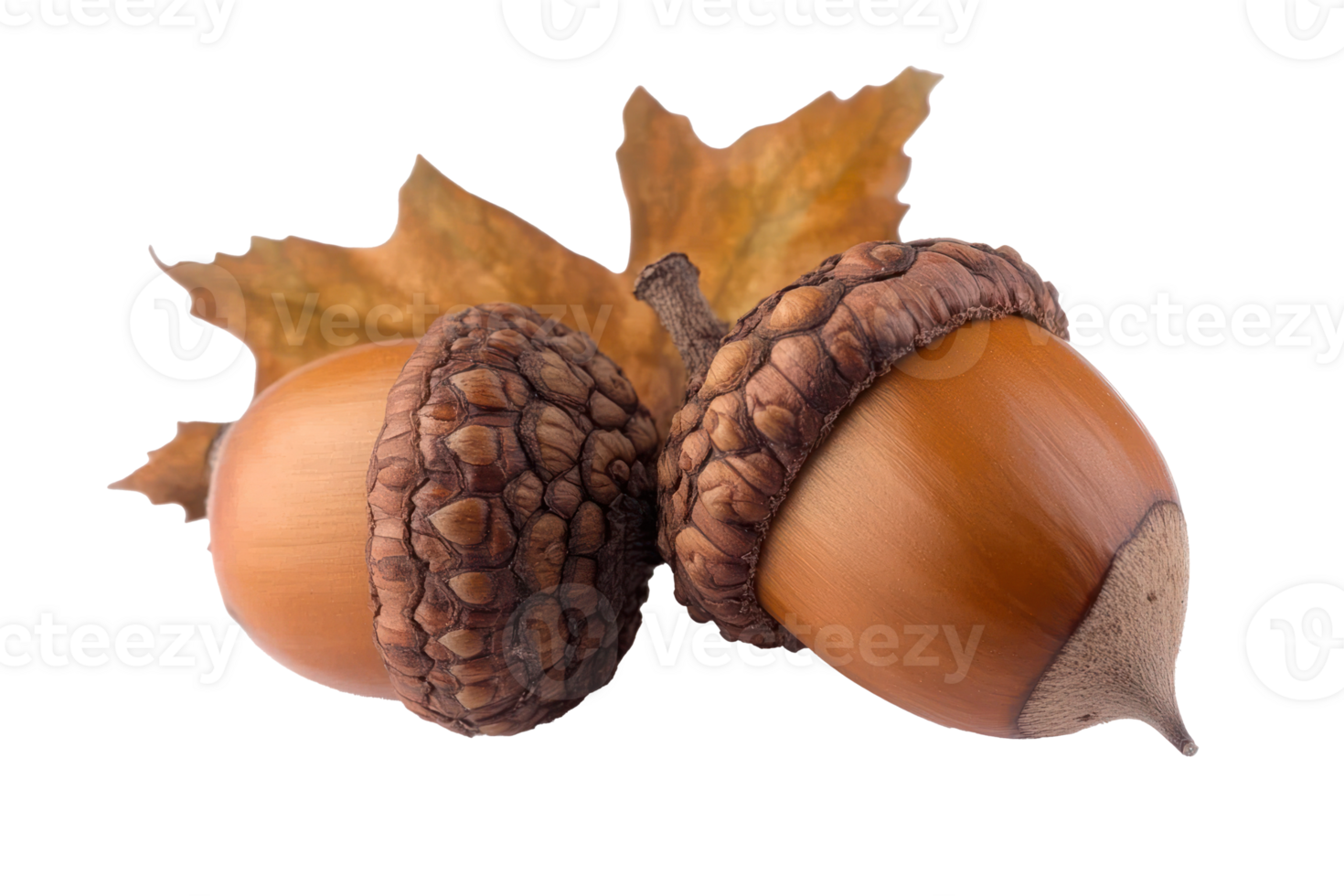 Autumn Acorn Pair with Fallen Leaf Nature Fall Season Plants png
