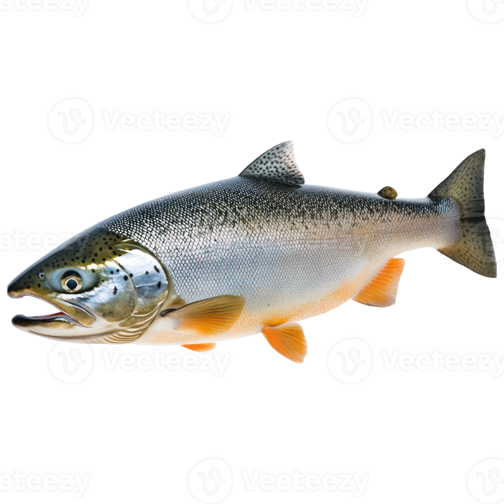 Fresh Pacific Salmon Fish Close up Studio Shot Seafood Aquatic Life Nature Wildlife Ocean River png