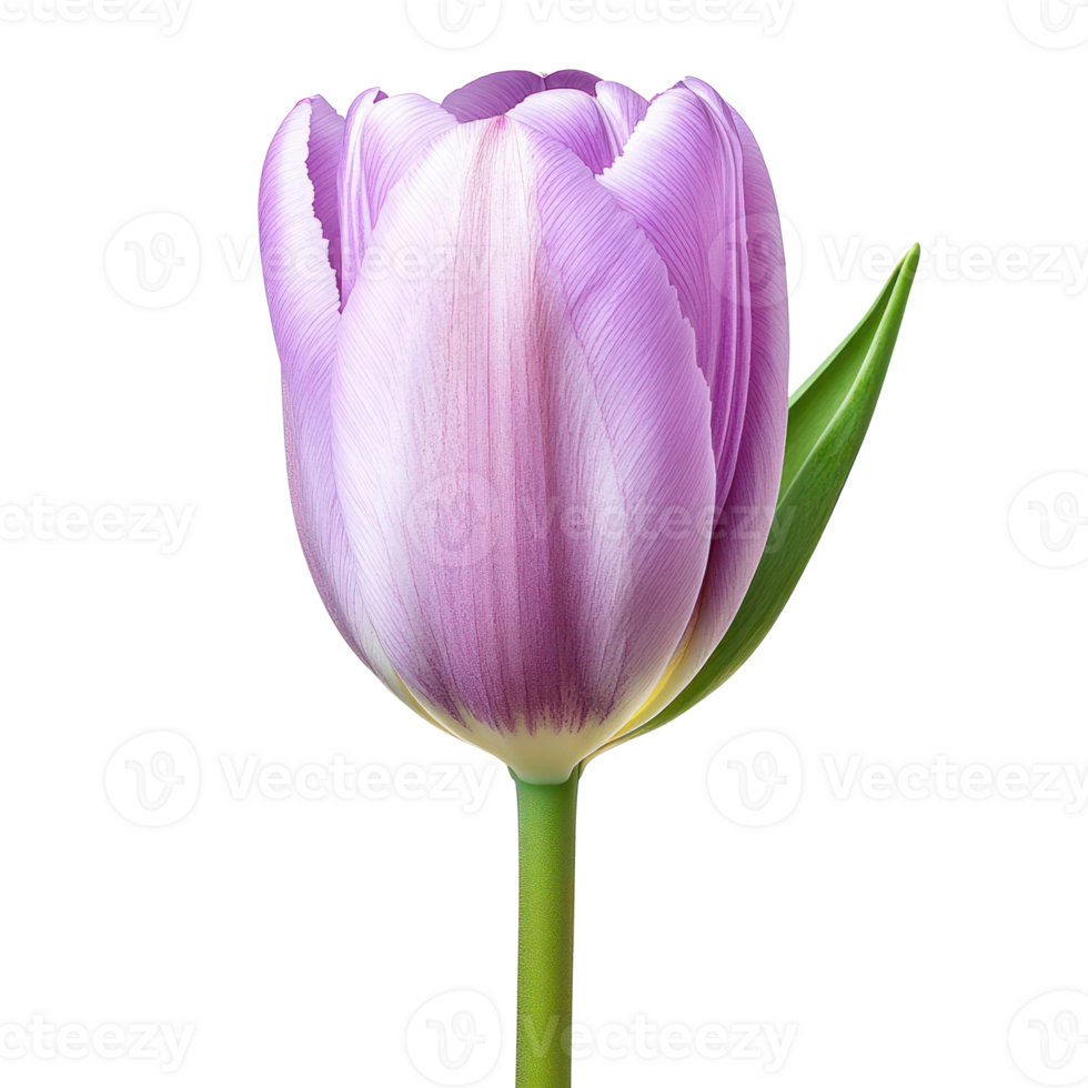 Purple Tulip Flower Bloom Spring Botanical Nature png