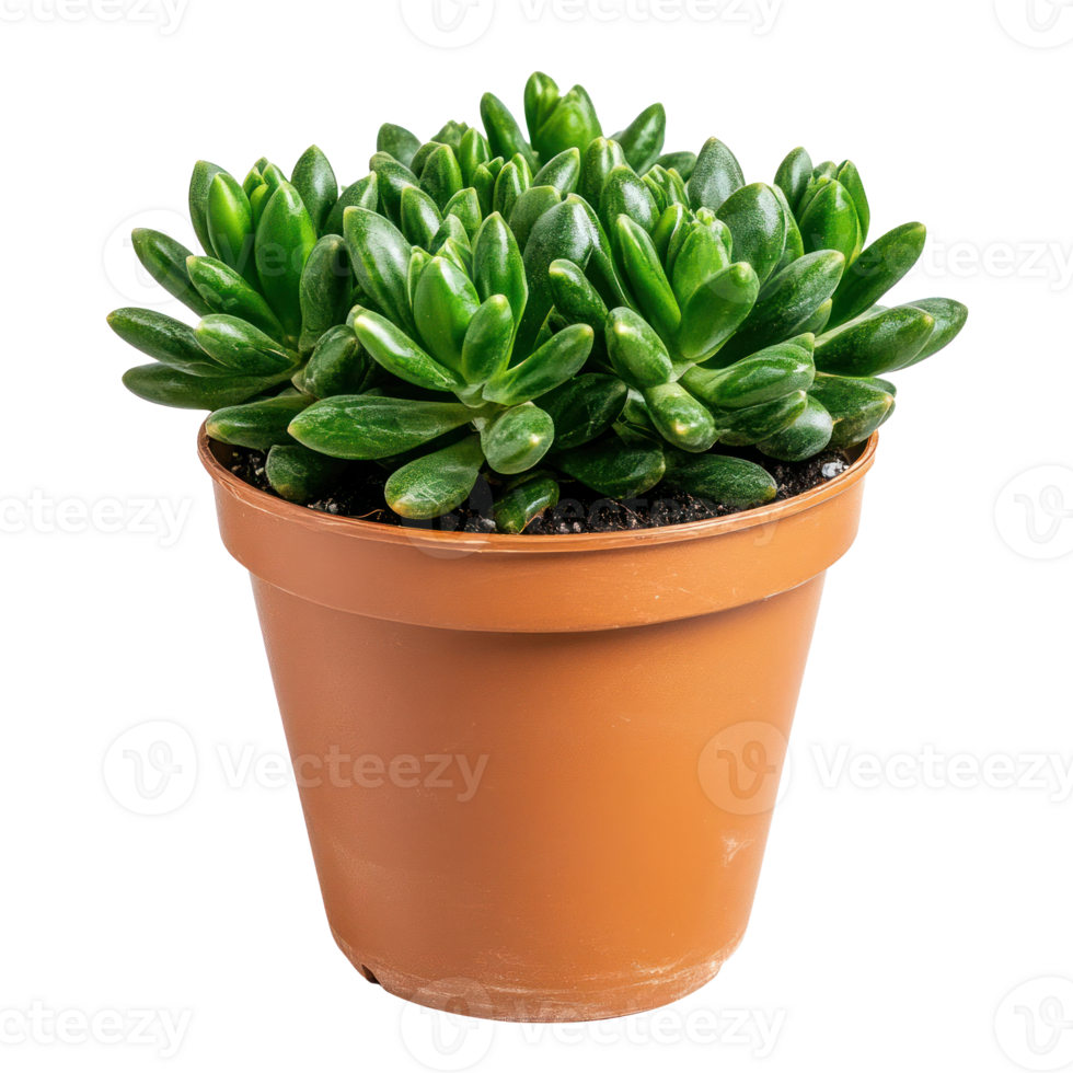 Lush Green Succulent in Brown Pot Houseplant Indoor Plant Home Decor png
