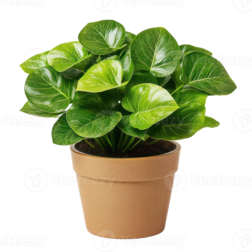Lush Green Houseplant in Beige Pot Indoor Plant Home Decor png