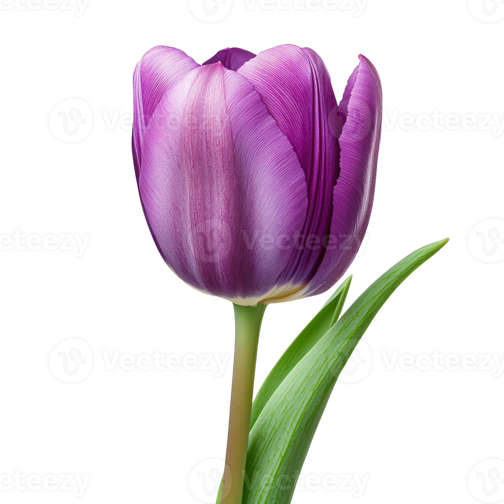 Purple tulip bloom spring flower isolated transparent background png