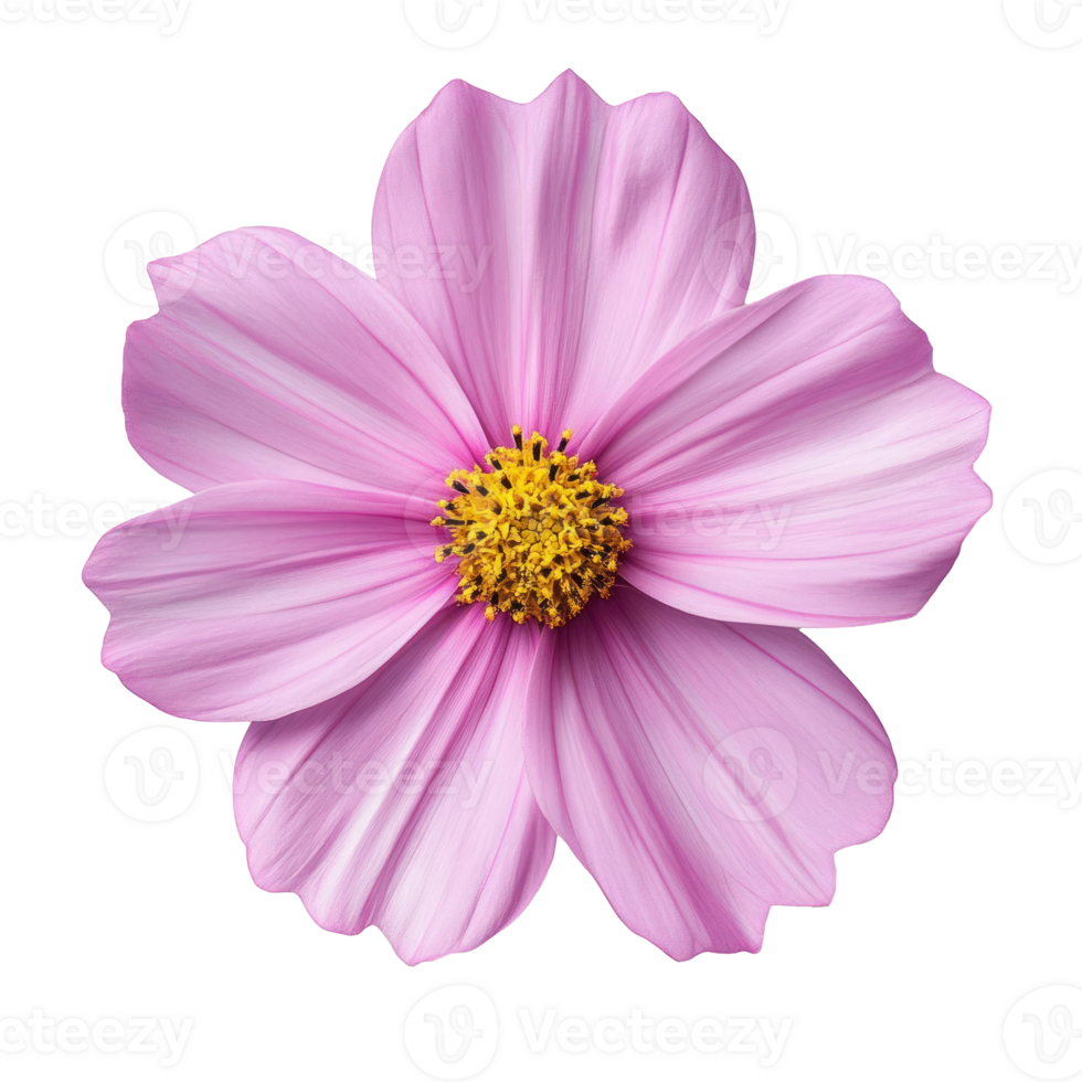 Pink Cosmos Flower Blooming Blossom Floral Macro Photography png