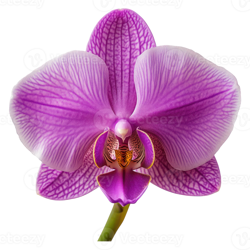 Beautiful Purple Orchid Flower Close up Isolated Botany Floral Nature Plants Bloom Petal Blossom png