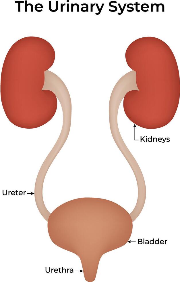 The Urinary System Science Design Illustration Diagram vector