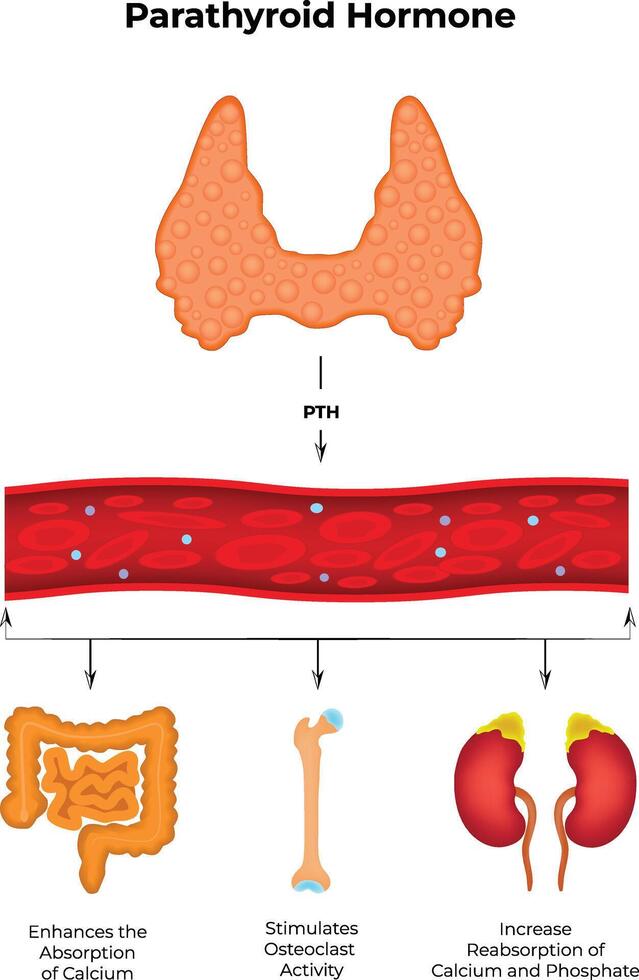 Parathyroid Hormone Science Design Illustration Diagram vector