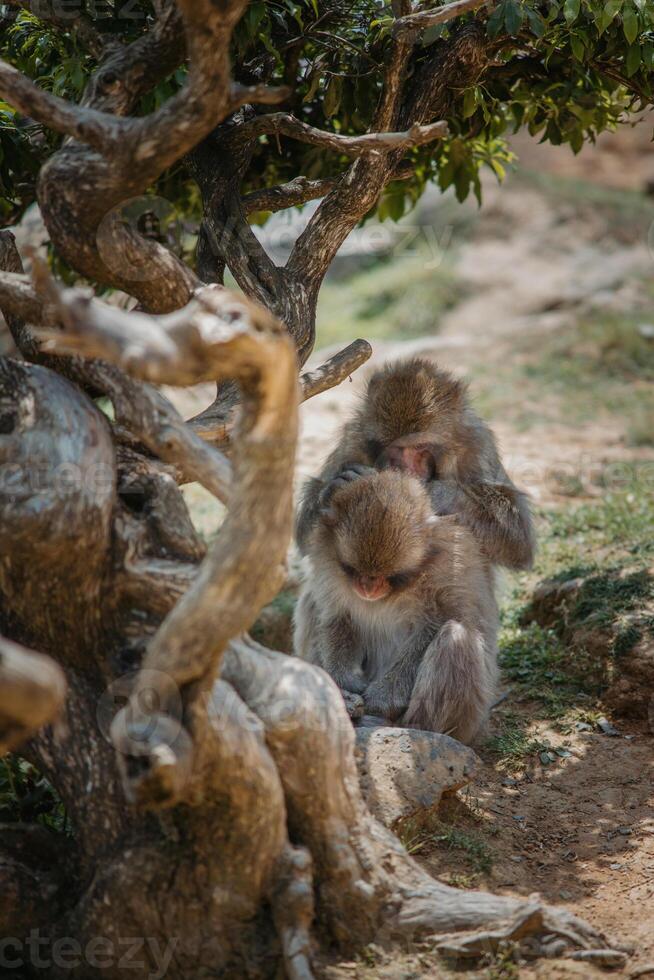 Japanese macaques under tree grooming together in national park in Japan. Concept of wildlife, bonding, and natural behavior in nature. Japanese snow monkeys. photo