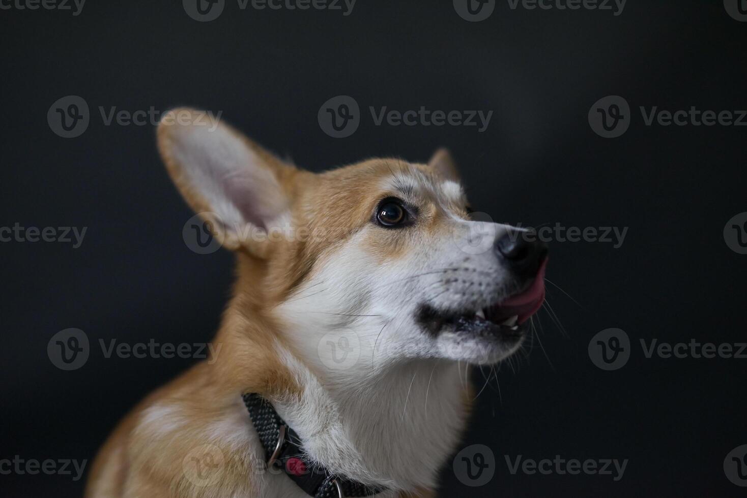Side profile of a Pembroke Welsh Corgi dog sticking out its tongue. Wearing a black collar. photo